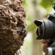 Natural history photographer Clay Bolt makes the first-ever photos of a living Wallace’s giant bee at its nest, which is found in active termite mounds in the North Moluccas, Indonesia